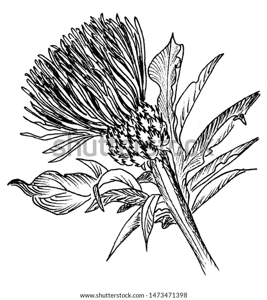Black White Thistle Flower Pattern Stock Illustration 1473471398