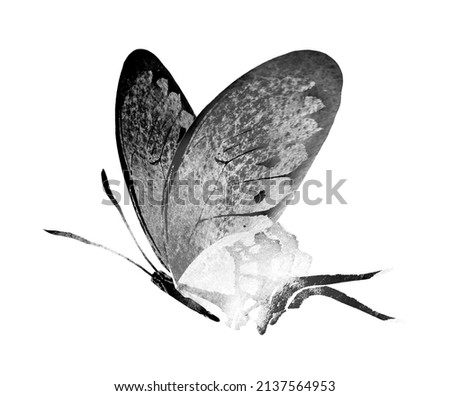Black and white watercolor butterfly , isolated on the white background