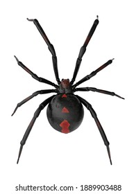 Black Widow Spider 3D Illustration On White Background