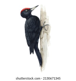 Black woodpecker watercolor illustration. Realistic hand drawn Dryocopus Martin avian. Forest wildlife bird on tree trunk. Woodpecker bird on white background. European avian