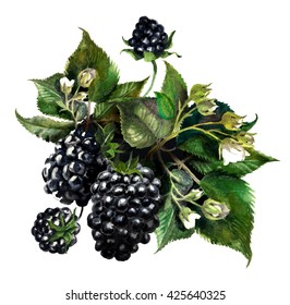 Blackberries On A Drips Of Watercolor Background, Watercolor Painting