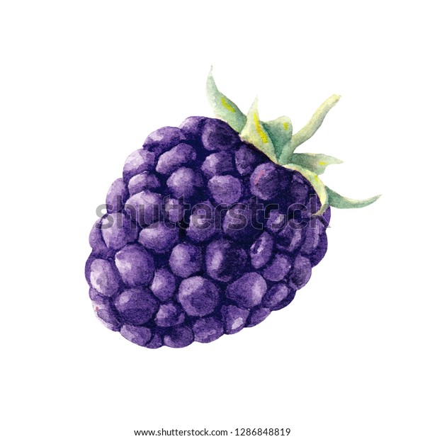 Blackberry Berry Watercolor Fruit Food Illustration Stock Illustration ...