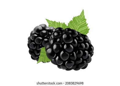 158,857 Blackberry White Background Images, Stock Photos & Vectors ...