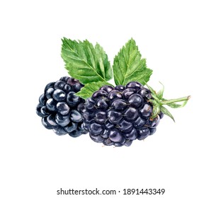 Blackberry Watercolor Illustration Isolated On White Background