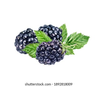 Blackberry Watercolor Illustration Isolated On White Background