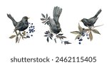 Blackbird bird on a branch with blue berries and viburnum leaves. Set of illustrations hand drawn in watercolor and isolated on a white background. Elements for design of greeting cards and prints