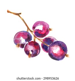 Blackcurrant berries painted in watercolor on white isolated background