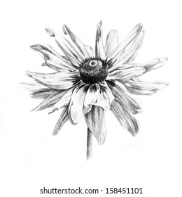 115,058 Pencil drawing flower Images, Stock Photos & Vectors | Shutterstock