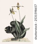 Black-Squirrel (1754) by Mark Catesby (1683-1749). Vintage animal art, Mark Catesby drawing illustration, old animal painting, Mark Catesby art print.