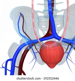 Bladder