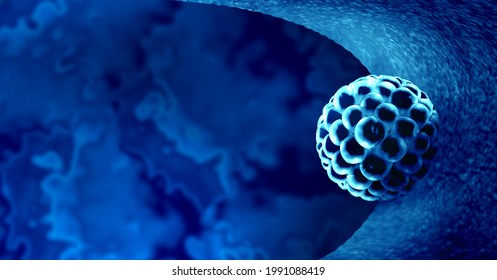 Blastocyst Implantation Inside A Uterus As A Fertilization Medical Concept As An Implanted Reproductive Cell Division Icon In Human Reproduction Representing Anatomy Fertility In A 3D Illustration.