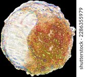 A blastoid created from stem cells of monkeys