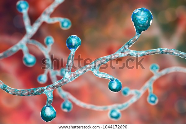 Blastomyces Dermatitidis Fungi Causative Agent Disease Stock Illustration 1044172690 Shutterstock 