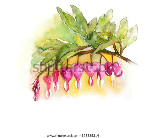 Bleeding Heart Flower Stock Illustration 125535314