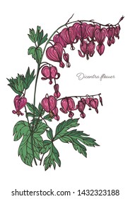 real bleeding heart drawing