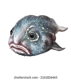Blobfish (Psychrolutes marcidus)  realistic drawing  illustration for the encyclopedia the inhabitants the seas   oceans  unusual animals  isolated image white background