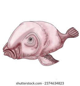 blobfish Psychrolutes marcidus deep