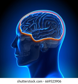 Blood Brain Barrier Male Head Anatomy Medical Scan - 3d illustration