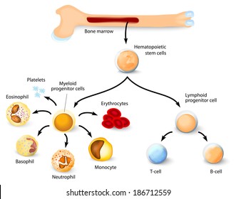 Blood cell formation from differentiation of hematopoietic stem cells in red bone marrow.