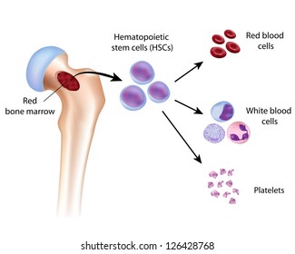 Blood cell formation from red bone marrow