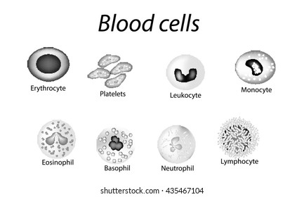 Blood Cells Set Monochrome Cells Red Stock Vector (royalty Free 