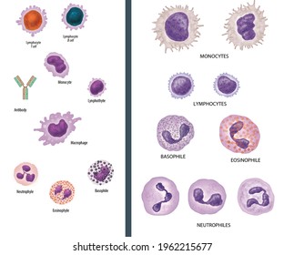 Blood Circulation Cells Blood Different Types Stock Illustration ...