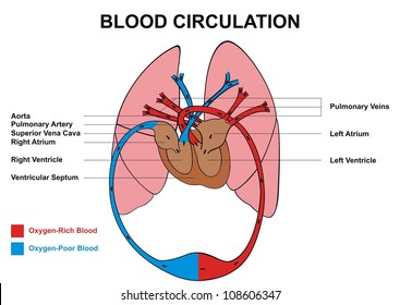 Blood Circulation (Human Body)