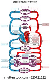 Circulatory System Flow Chart