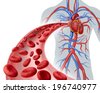 blood circulation system