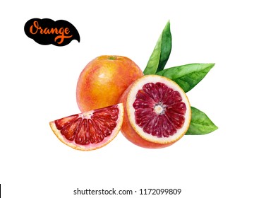 blood orange watercolor hand draw illustration on white