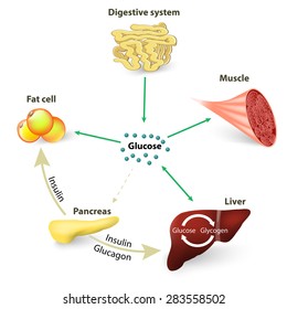Blood sugar or glucose and insulin. Insulin regulates the metabolism. Glucose is the primary source of energy for the body's cells,