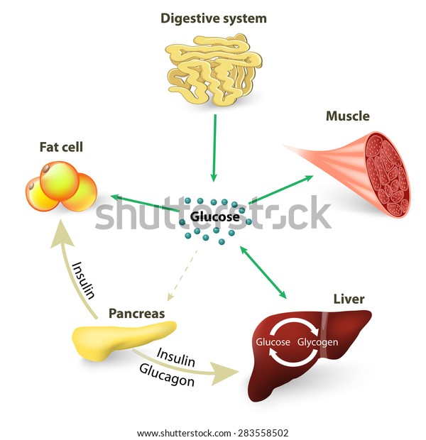血糖 グルコース インスリン インスリンは代謝を調節する ブドウ糖は体の細胞の主なエネルギー源だ のイラスト素材