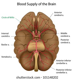 Blood supply of the brain