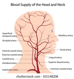 Blood supply of the head and neck