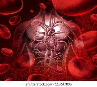 Blood system and circulation with a human heart cardiovascular icon with anatomy in a healthy body with blood cells as a medical health care symbol of an inner organ as a medical health care concept.