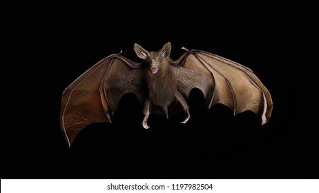 Blood thirsty vampire bat swooping in from the darkness. 3d rendering