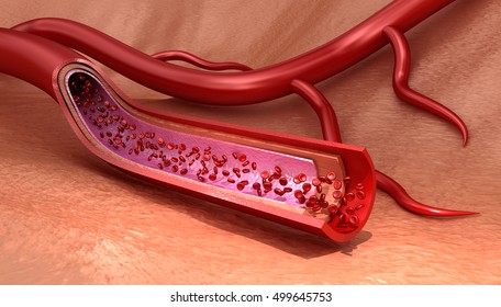 Blood Vessel Sliced Macro With Erythrocytes , Medically Accurate 3D Illustration