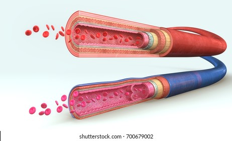 Blood Vessels 3d Illustrations