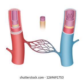 Blood vessels anatomy