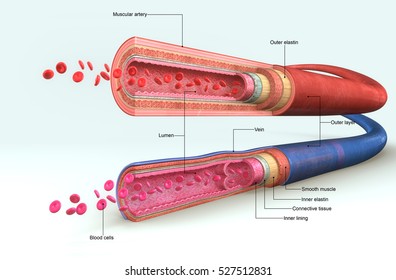 Blood Vessels Anatomy 3d Illustration
