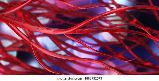 Blood vessels, circulatory system, veins and arteries, 3D rendering
