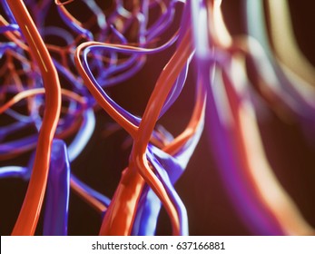 Blood Vessels Of A Human - 3D Rendering