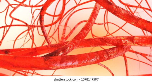 blood vessels, veins, arteries,
3D rendering