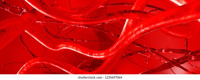 Blood Vessels Veins Arteries Circulatory System Stock Illustration