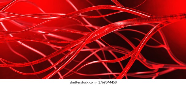 Blood Vessels, Veins And Arteries, Circulatory System, 3d Rendering