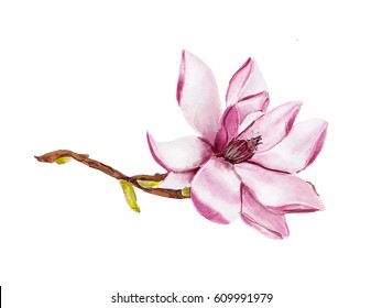 Bloom Flowers Magnolia On Branch Isolated Stock Illustration 609991979 ...