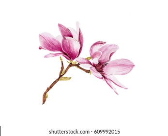 Bloom Flowers Magnolia On Branch Isolated Stock Illustration 609991979 ...