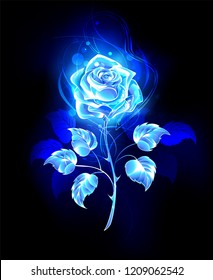 Blooming  abstract rose from blue flame black background 