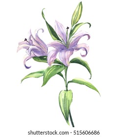 花の美しい青または紫の百合の花 水彩イラスト のイラスト素材