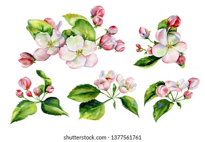 A blooming branch of apple tree in spring watercolor. Hand drawn apple tree branches and flowers .Perfect for invitations and wedding cards.
